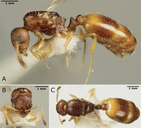 largest ant nest in the world|New cryptic species of ant found in Italian Alps. See it .